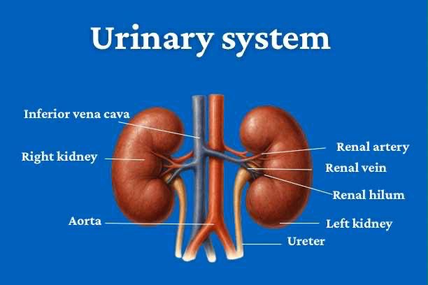 Kidneys