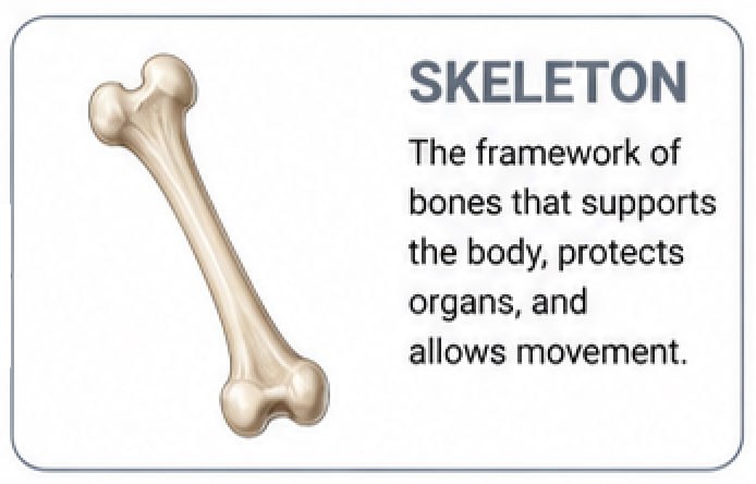 Annotated skull anatomy image
